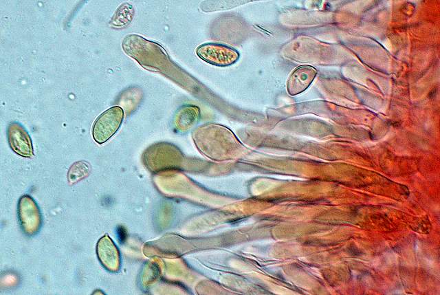 Galerina spec. Cod.: 0947-07